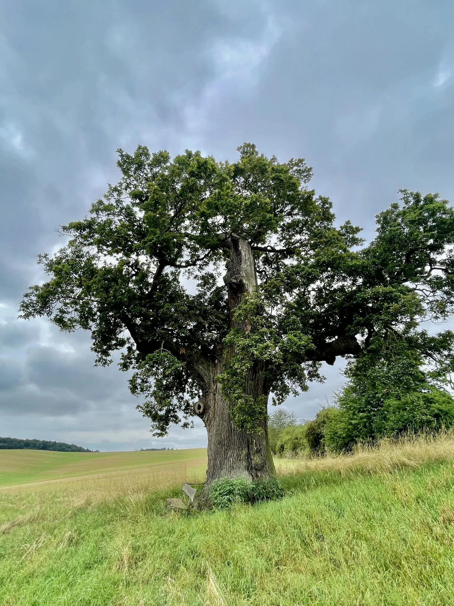 Die Dicke Eiche bei Tilkerode mit breiter Krone am Feldrand