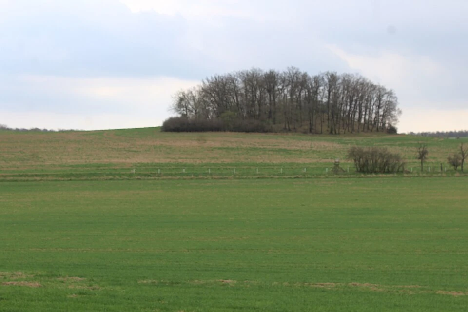 Ein bewachsener Hügel im Feld – und darunter steckt Bergbaugeschichte. Halde im Eskeborner Revier, April 2017.