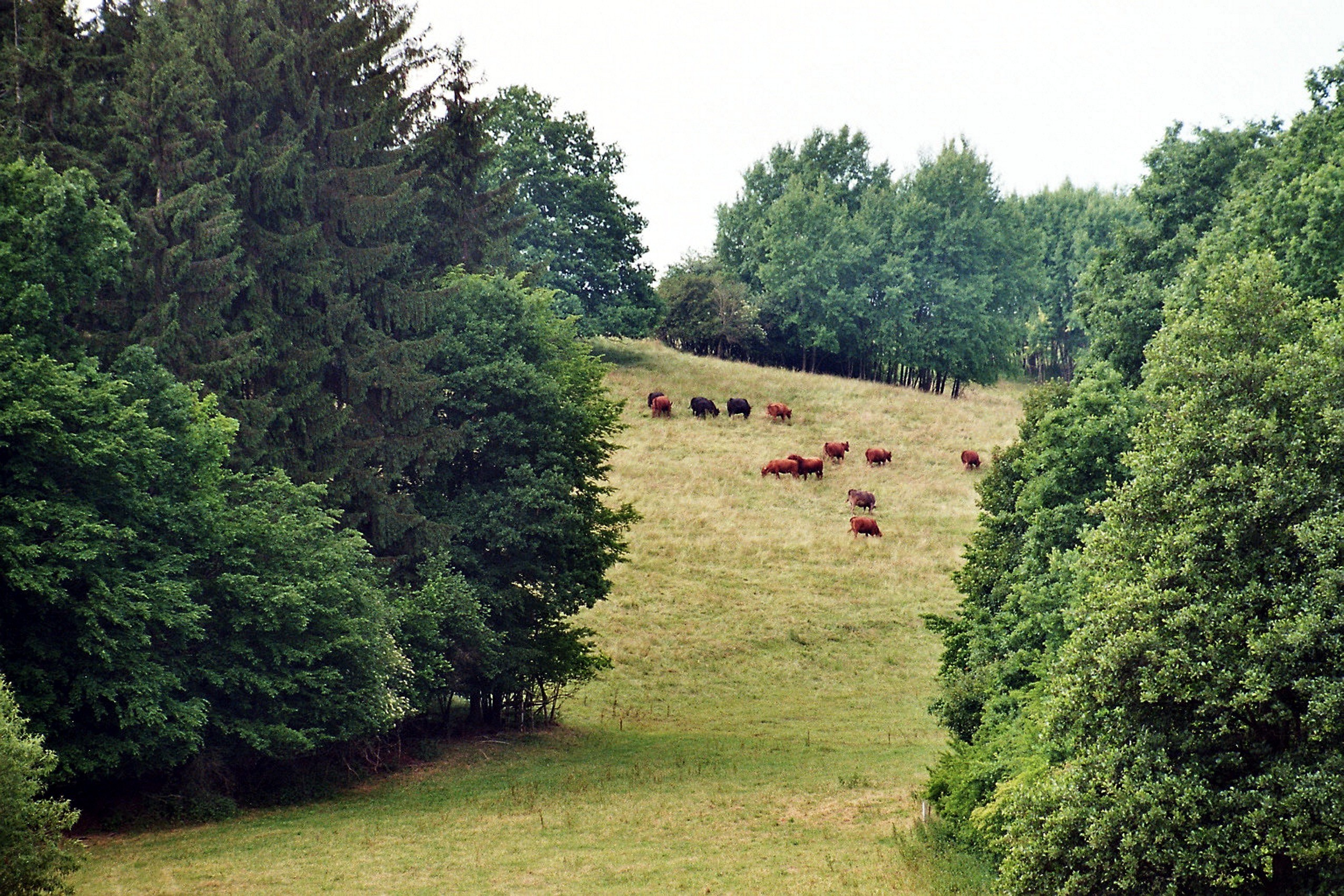 Rinder auf einer von Wald umgebenen Wiese bei Abberode