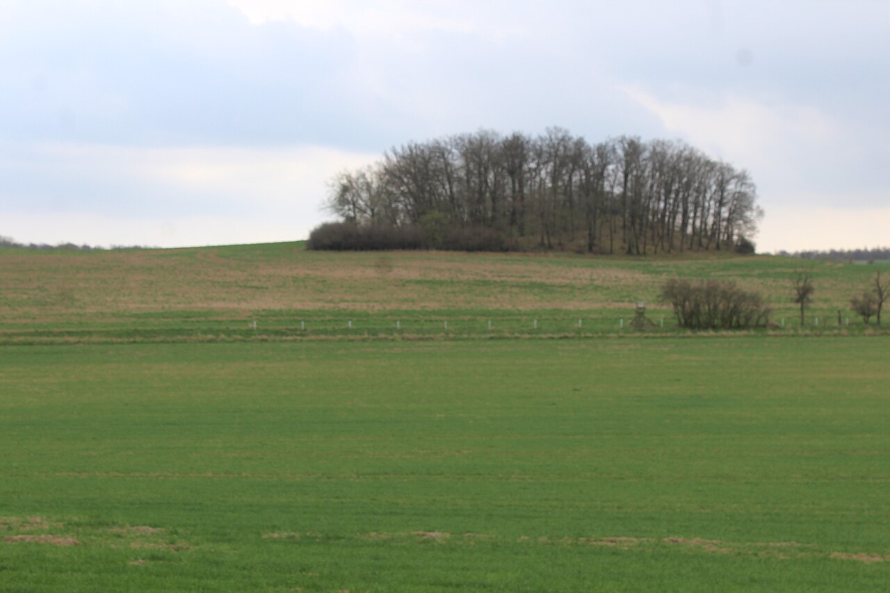 Baumbestandene Bergbauhalde im Eskeborner Revier zwischen grünen Feldern