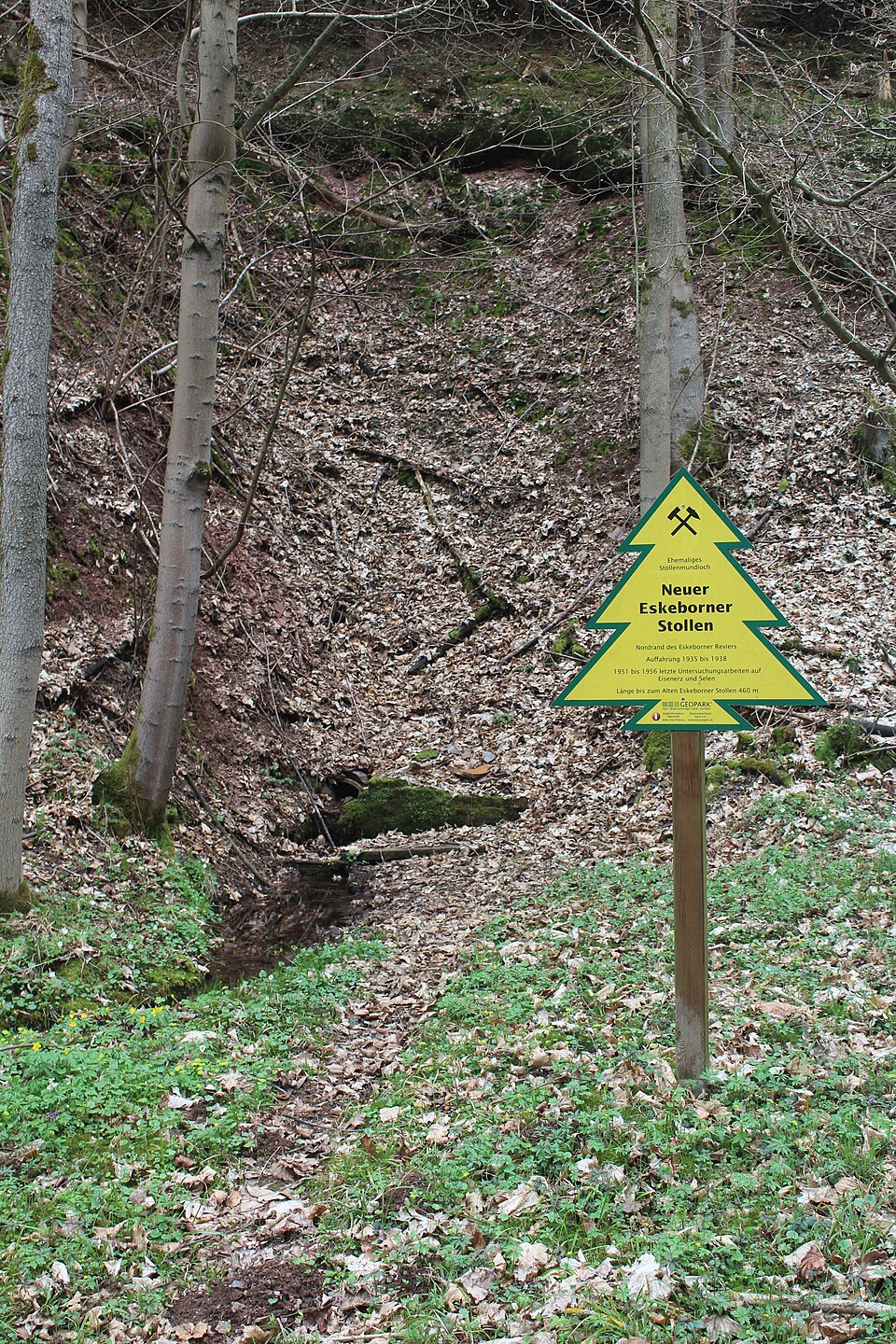Dennert-Tanne am ehemaligen Mundloch des Neuen Eskeborner Stollens im bewaldeten Hang