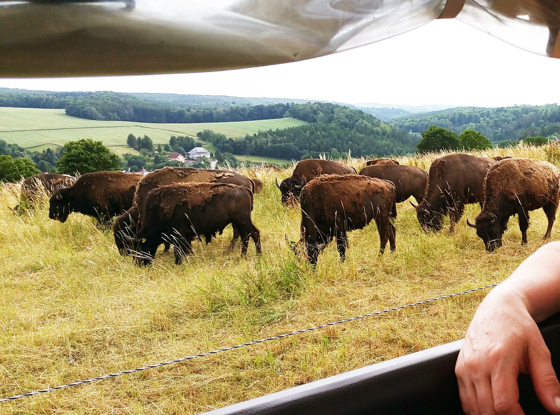Bisonherde auf einer sommerlichen Weide im Wildpark Nordmann, vom Safarifahrzeug aus fotografiert