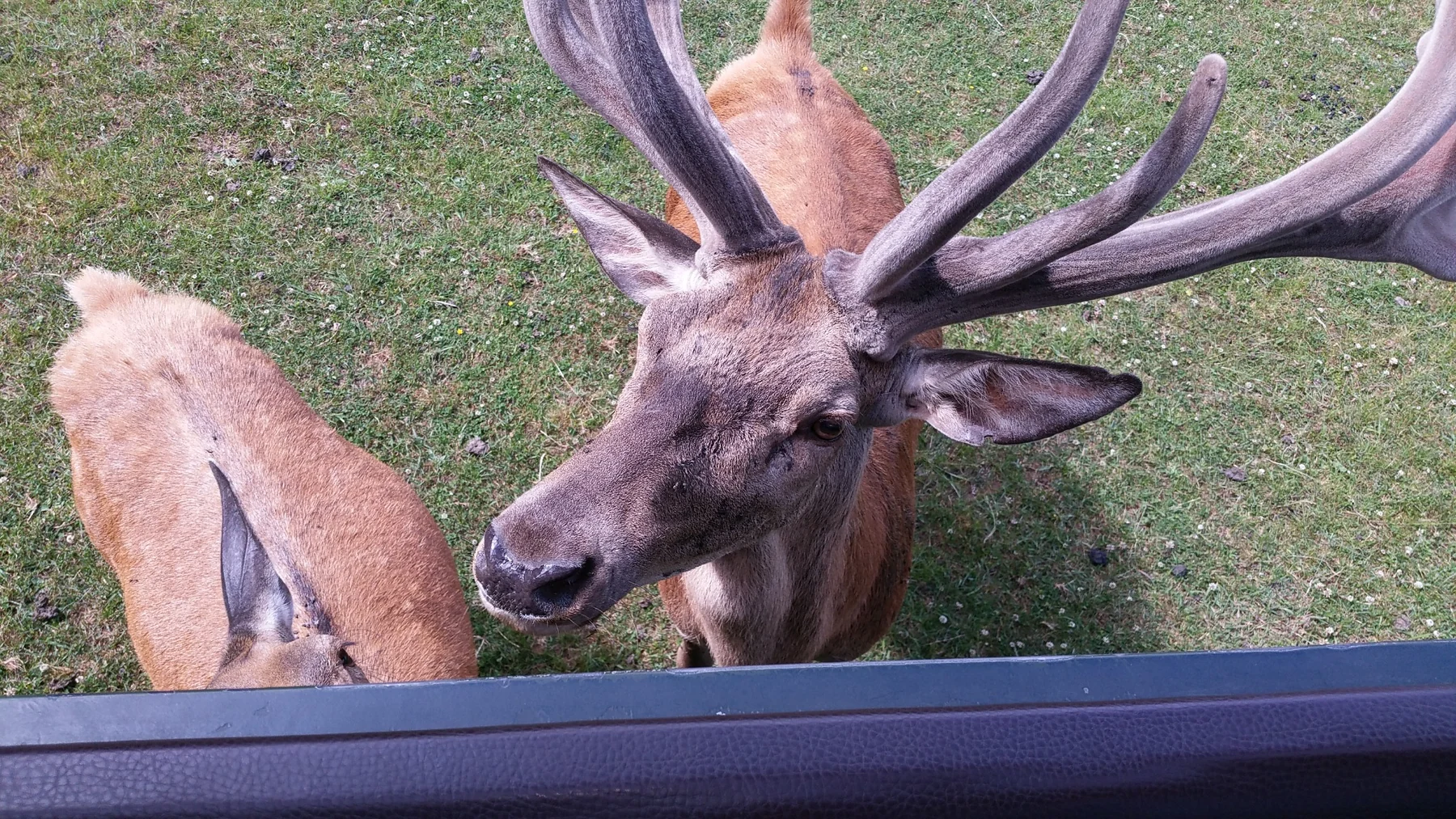 Hirsch mit mächtigem Geweih unmittelbar neben dem Safarifahrzeug