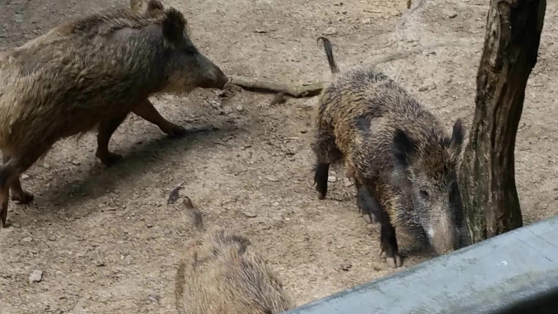 Mehrere Wildschweine im Gehege des Wildparks Nordmann